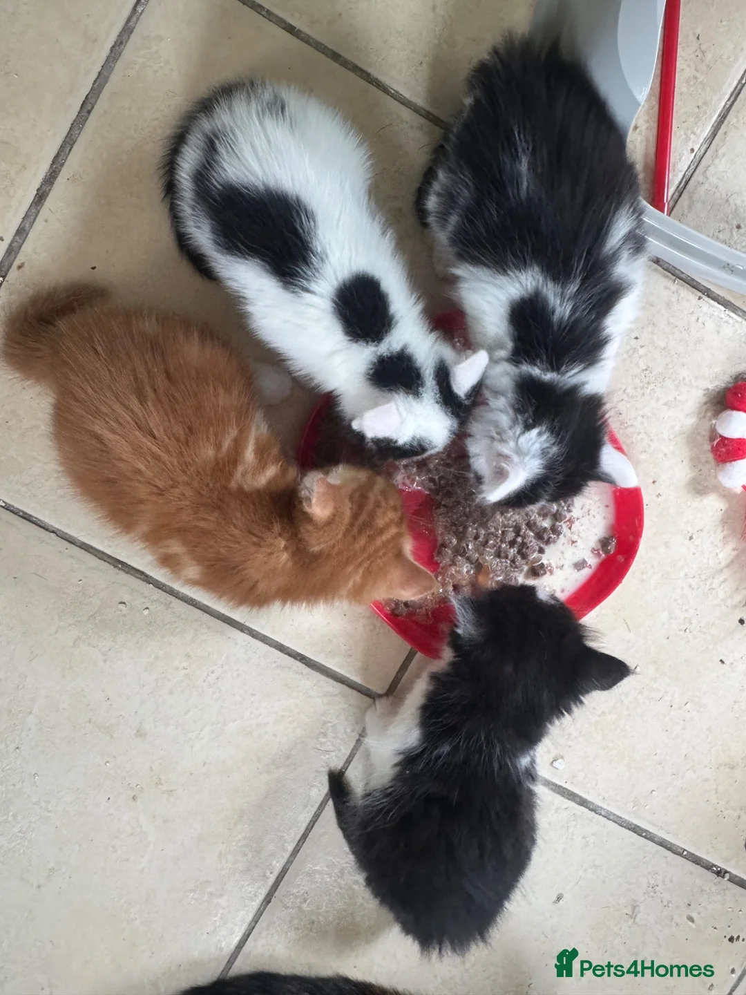 Mixed Breed cats for sale: Stunning 5 week old kittens  - Advert 2
