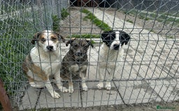 Mixed Breed dogs for adoption: MAYA – TWO YEARS WAITING FOR SOMEONE TO CARE - Image 12