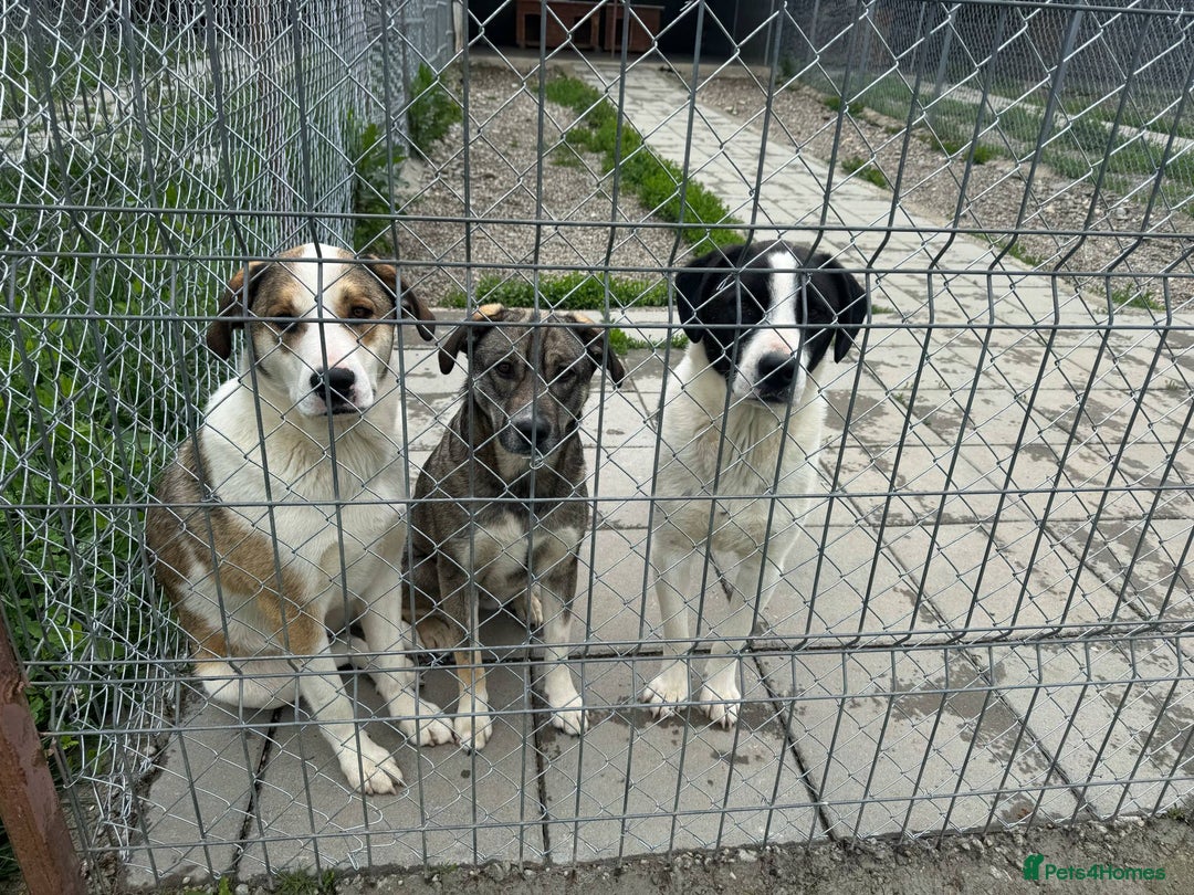 Mixed Breed dogs for adoption: MAYA – TWO YEARS WAITING FOR SOMEONE TO CARE - Image 12