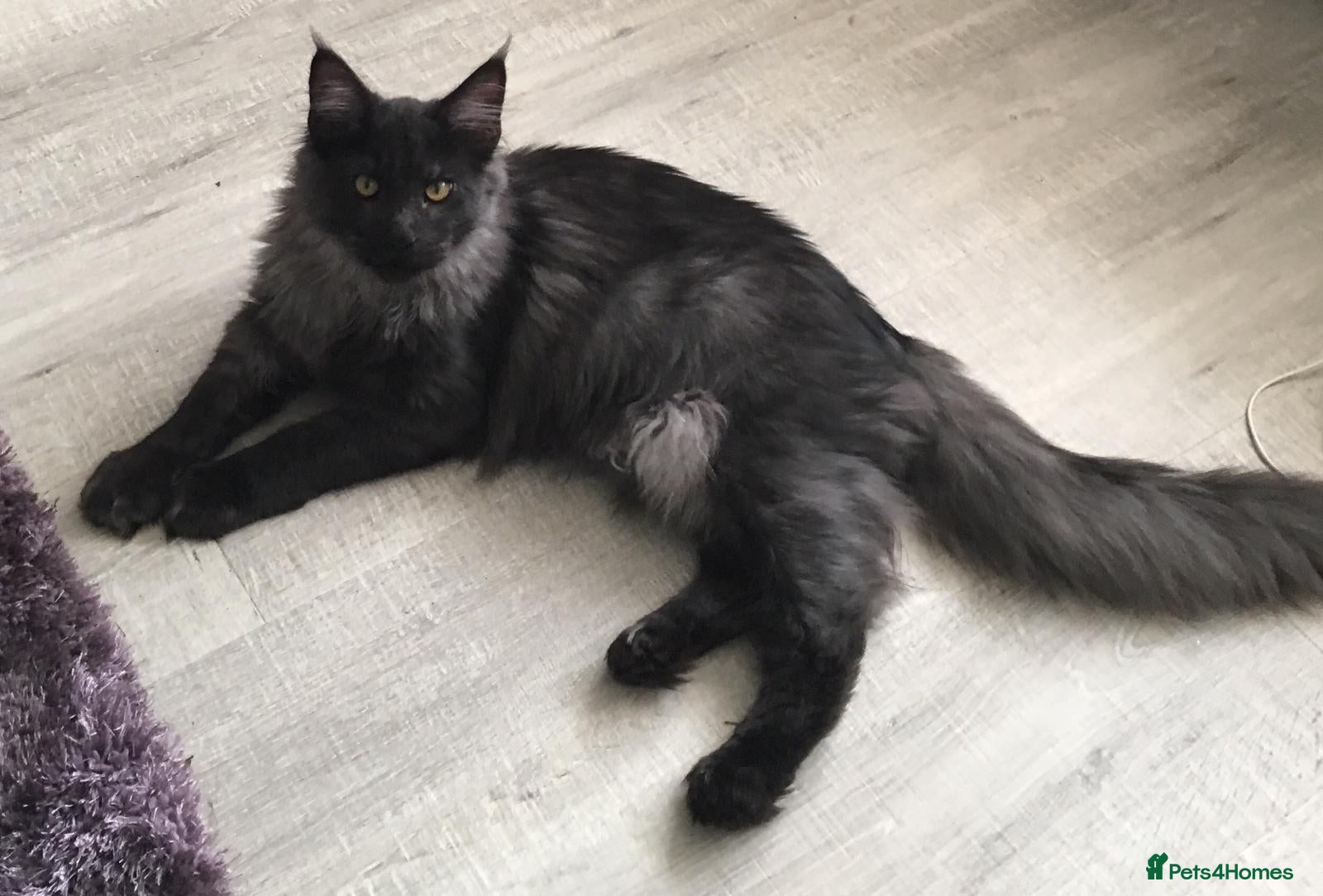 Maine Coon cats Mainecoon active black smoke queen - Advert 1