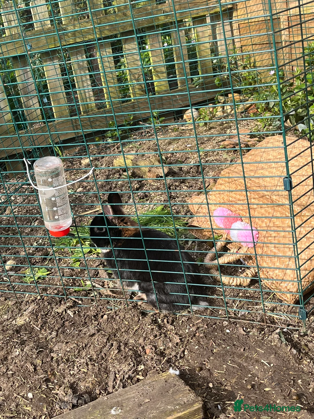 Netherland Dwarf rabbits for sale: Friendly male Netherland dwarf bunny in Buckingham - Advert 3