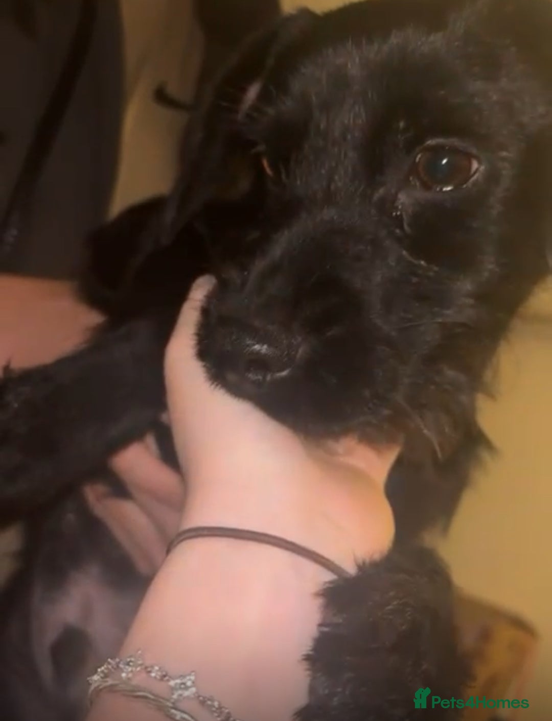 Mixed Breed dogs for sale: Beautiful cocker spaniel x border terrier  - Advert 1