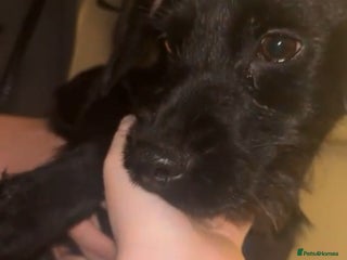 Mixed Breed dogs Beautiful cocker spaniel x border terrier - Advert 2