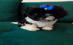 Shih Tzu dogs for sale: Shih Tzu puppies 1 boy available Redy Now!!! - Image 27