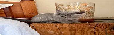 British Shorthair Kitten 2