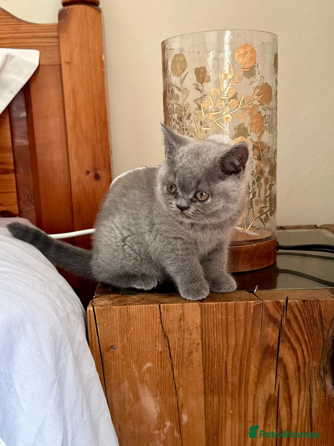 British Shorthair cats for sale: BBSH, GCCF : ready to leave ❤️ - Advert 16