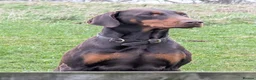 Dobermann dogs for sale: KC registered Dobermann pups - Advert 11