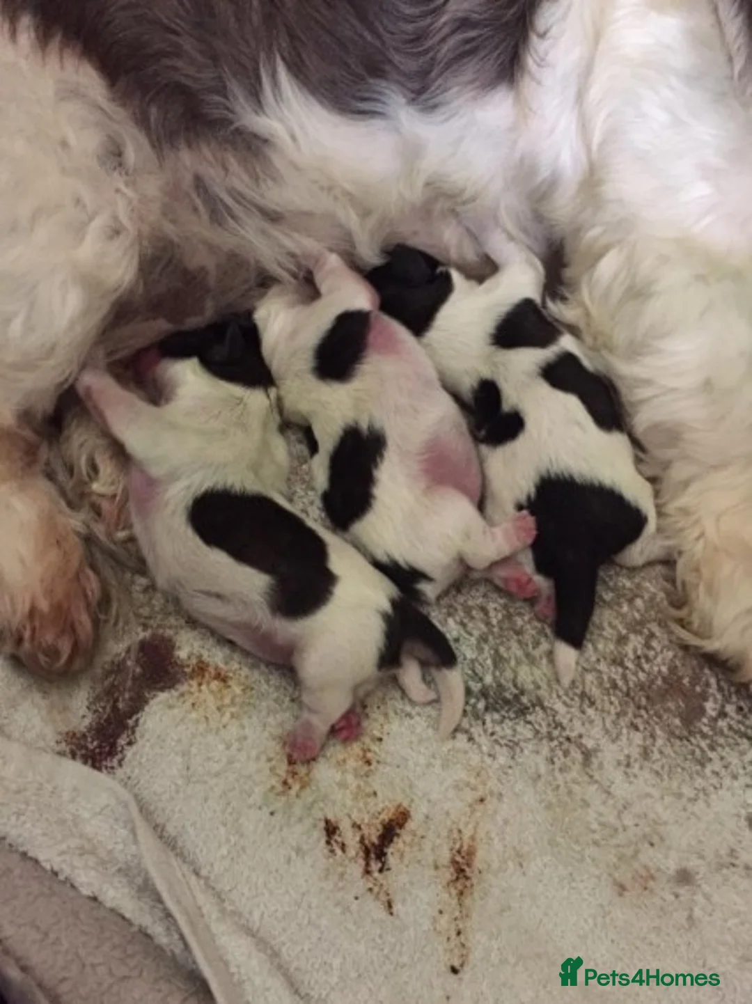 Shih Tzu dogs for stud: KC HARROPINE LUSTY DUSTY FOR STUD ONLY in Bridgend - Advert 3