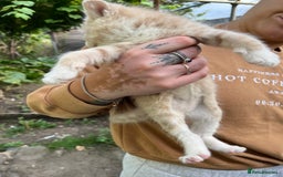 Mixed Breed cats for sale: Mixed breed Kitten’s  - Image 13
