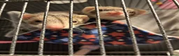 Ferret rodents for sale: 2 female ferrets for sale  in Brighton - Advert 3
