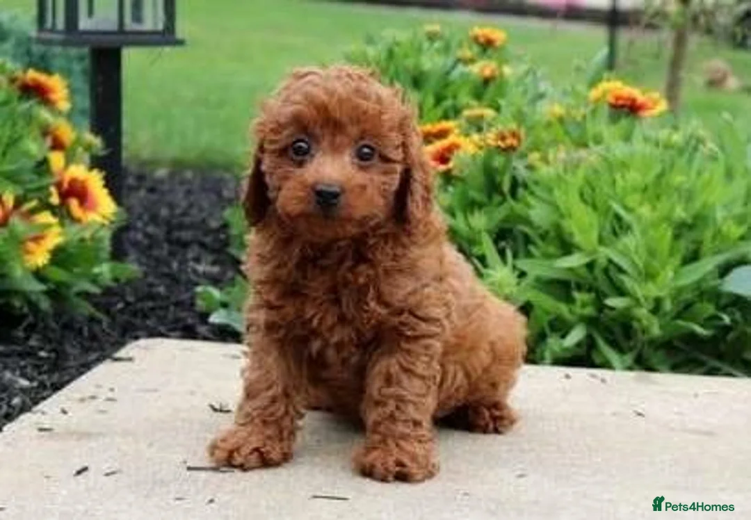 Toy Poodle dogs for sale: HUGO NEEDS A LOVING FOREVER HOME in Leeds - Advert 2