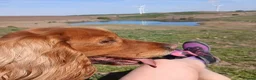 Cockerdor dogs for sale: Fox red cockerdor puppies - Advert 2