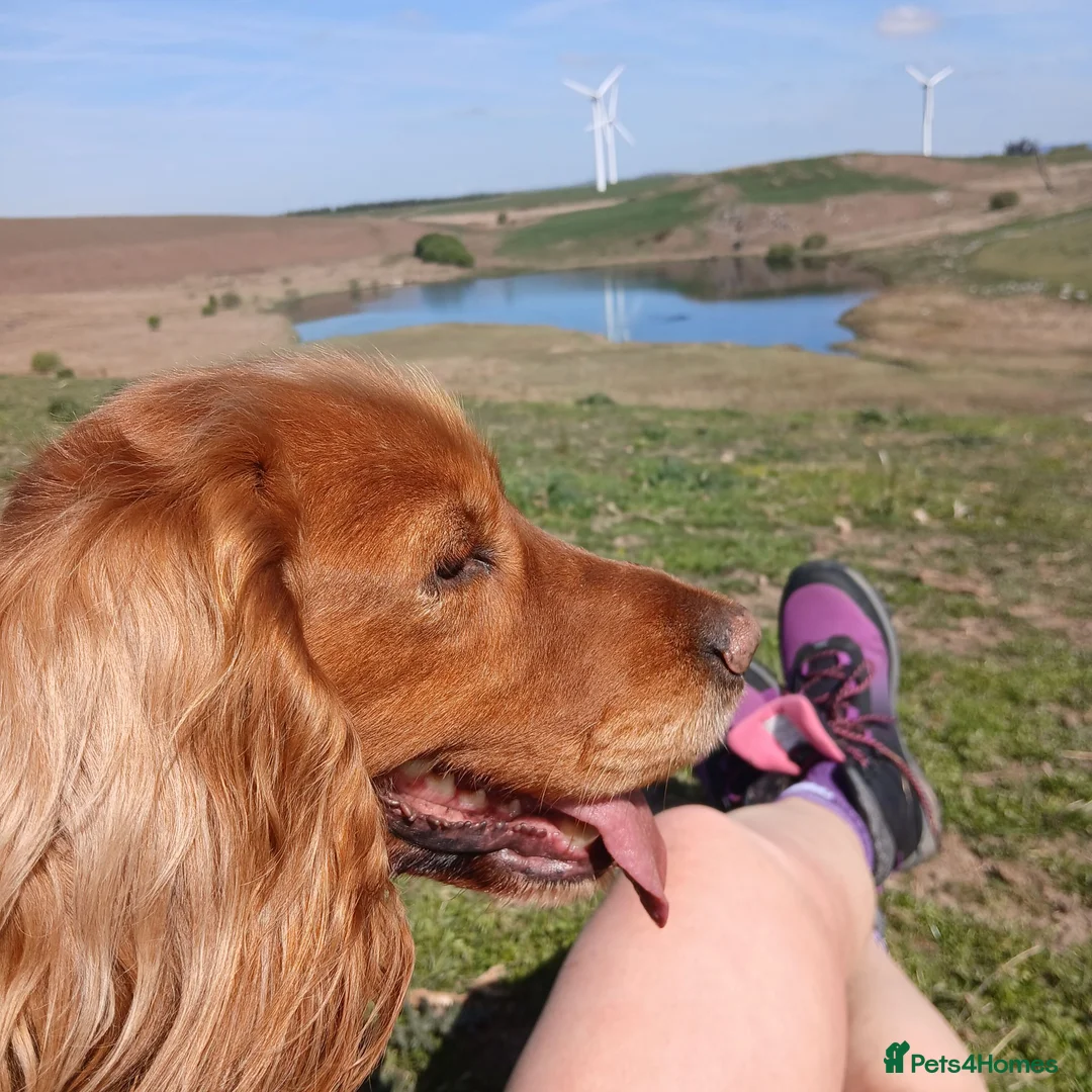 Cockerdor dogs for sale: Fox red cockerdor puppies - Advert 2