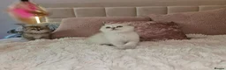 Scottish Fold cats for sale: Tica full pedigree scottish fold kittens london  - Advert 26