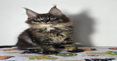 Maine Coon cats - Advert 11