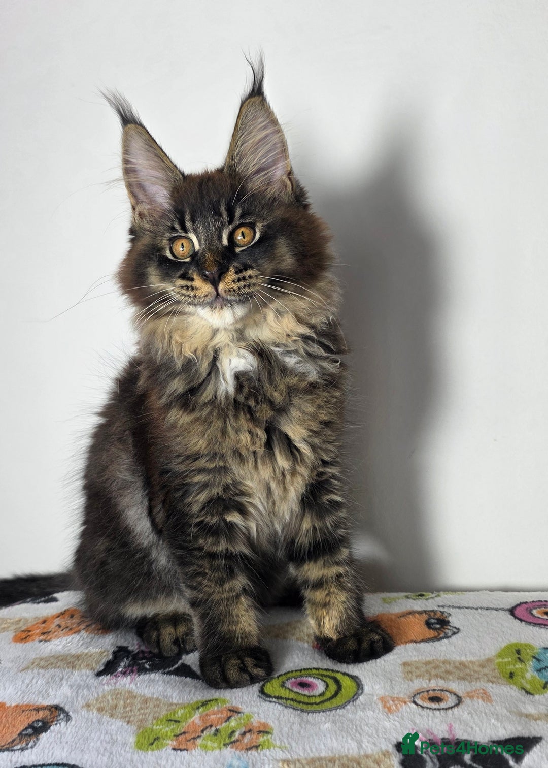 Maine Coon cats for sale: European Line Maine coon ...Ready to go now. - Image 2