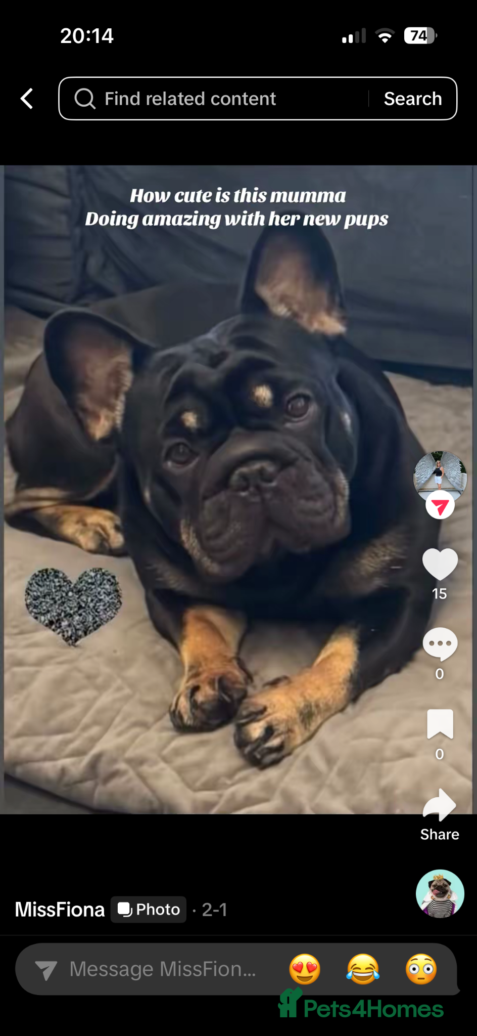 French Bulldog dogs Big rope French bulldog puppies - Advert 1