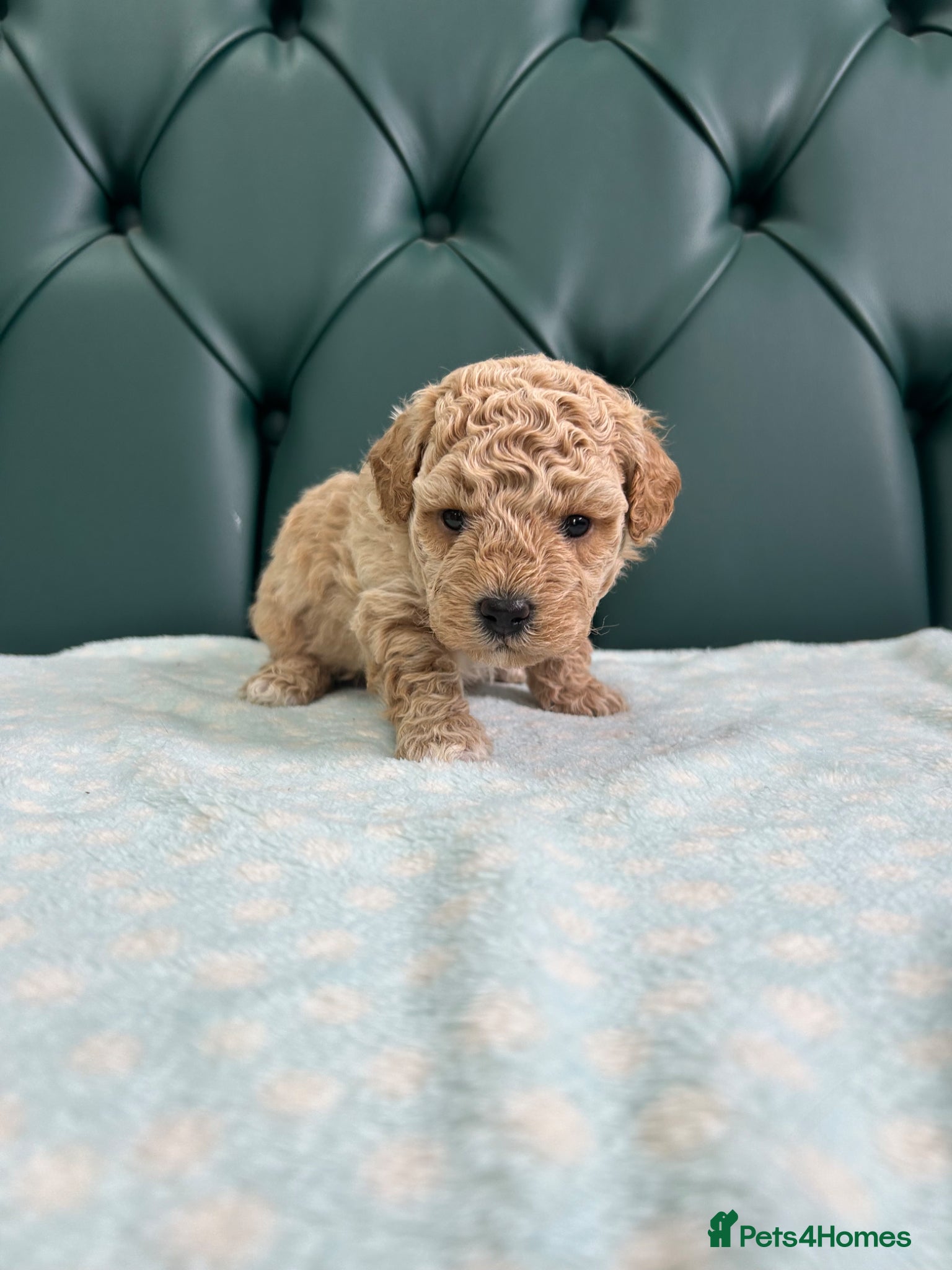 Poochon dogs for sale: 5⭐️ Licensed. Health tested Poochons - Advert 13