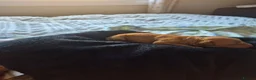 Cavapoo dogs for sale: Beautiful litter of cavapoo in Airdrie - Advert 2