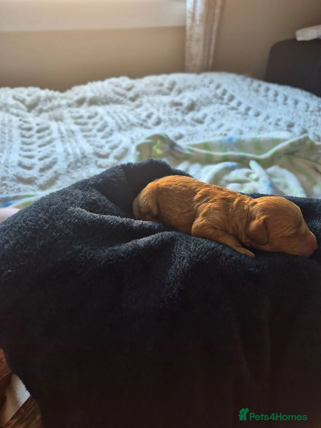 Cavapoo dogs for sale: Beautiful litter of cavapoo in Airdrie - Advert 2