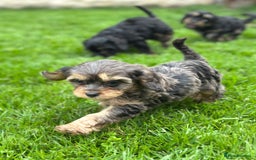 Cavapoo dogs for sale: Top Class Cavapoo pups double vaccinated! - Image 12