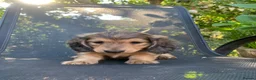 Dachshund dogs for sale: Ready now top quality KC Reg - Advert 5