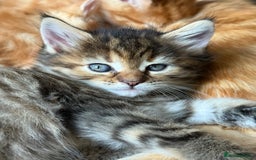 Maine Coon cats for sale: Maine Coon Norwegian Forest cross kittens - Image 10