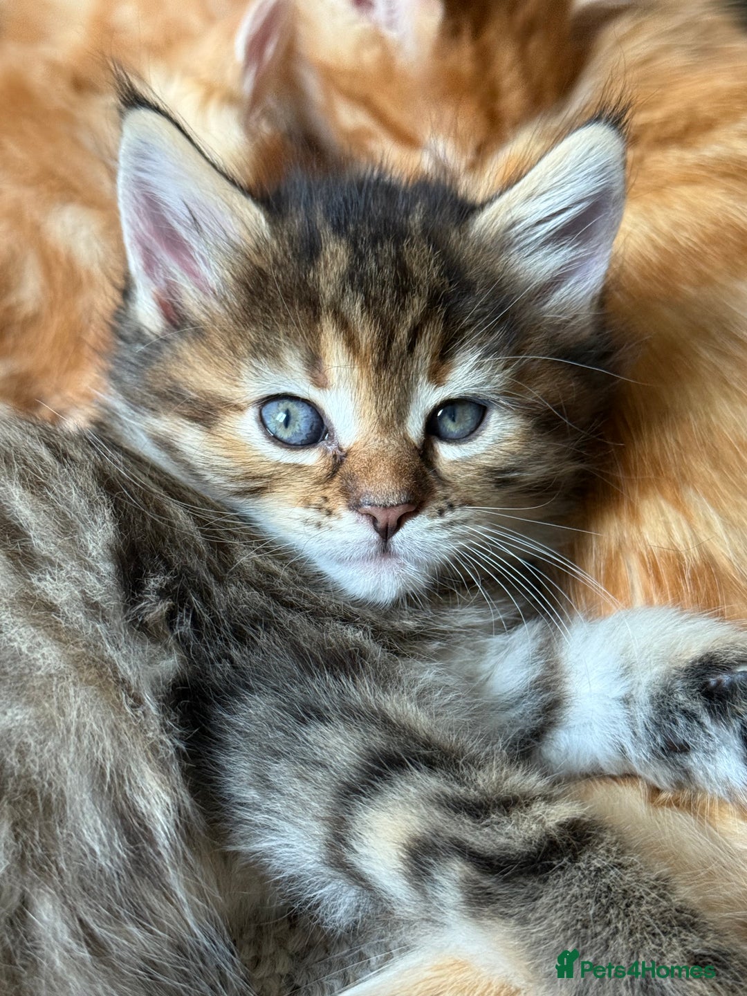 Maine Coon cats for sale: Maine Coon Norwegian Forest cross kittens - Image 10