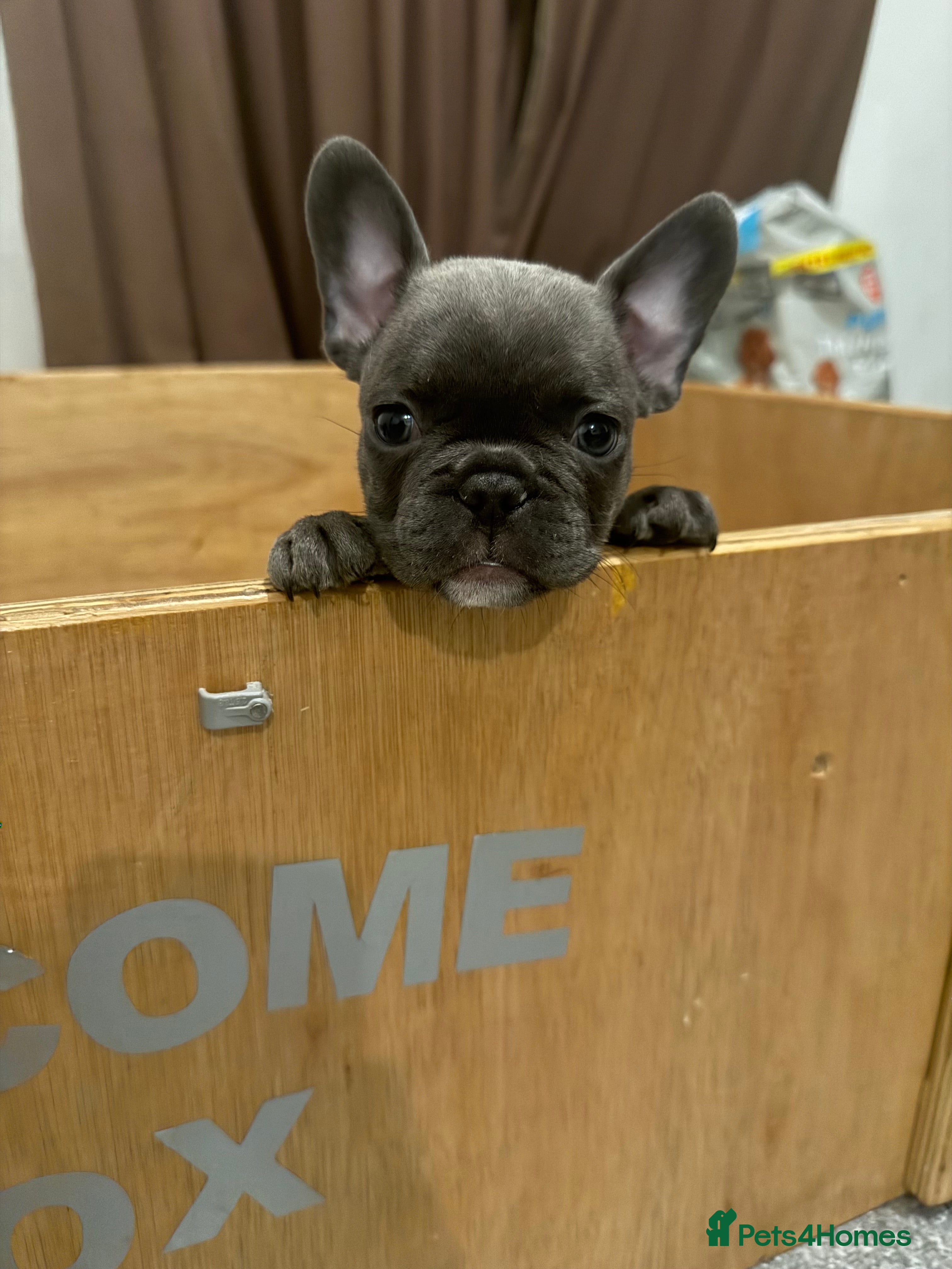 French Bulldog dogs ** Last grey female for sale ** - Advert 15
