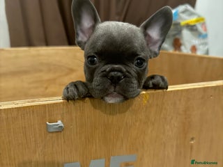 French Bulldog dogs ** Last grey female for sale ** - Advert 10