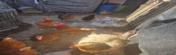 Tortoise reptiles for sale: Laying chickens  browns  - Advert 3