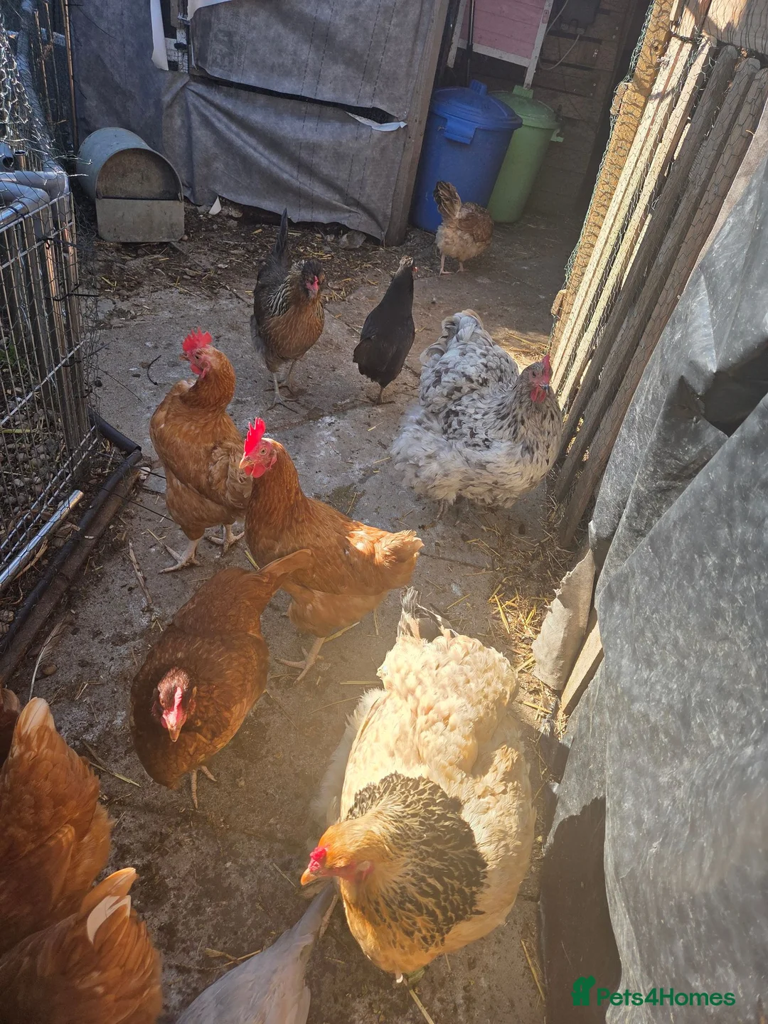 Tortoise reptiles for sale: Laying chickens  browns  - Advert 3