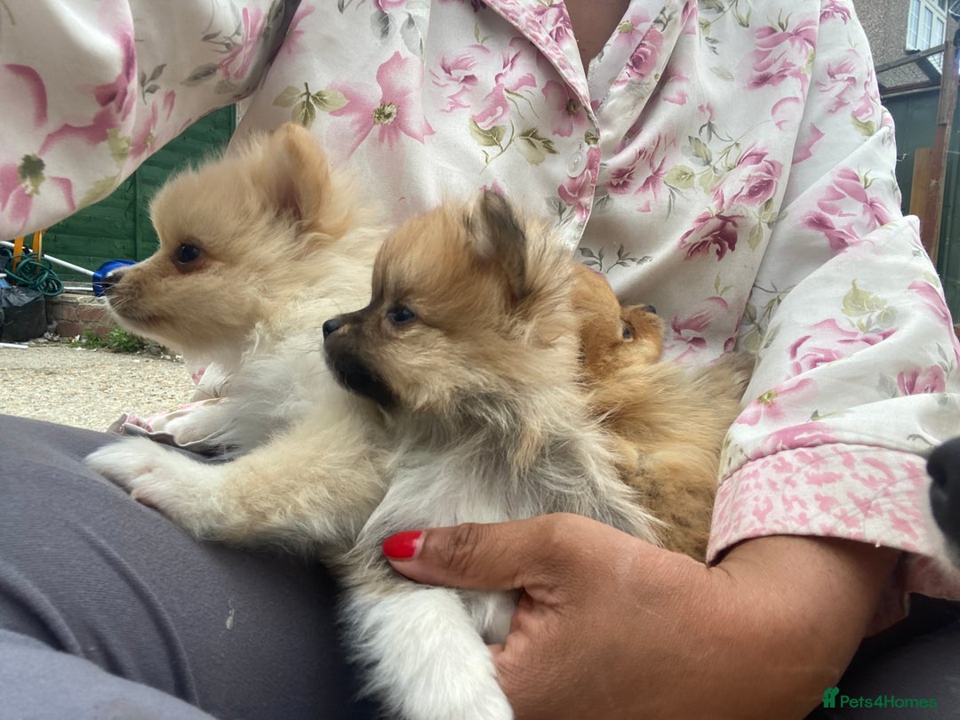 Pomeranian dogs for sale: Beautiful Russian bloodline Pomeranian puppies - Image 22