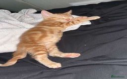 Mixed Breed cats for sale: Ginger male cat ready to go now!! - Image 2