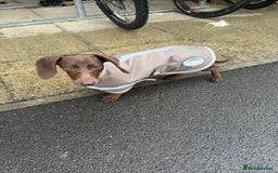 Mixed Breed dogs for sale: 6 month old small puppy  - Image 4