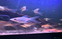 Fancy Goldfish fish for sale: Fancy Oranda goldfish - Image 4