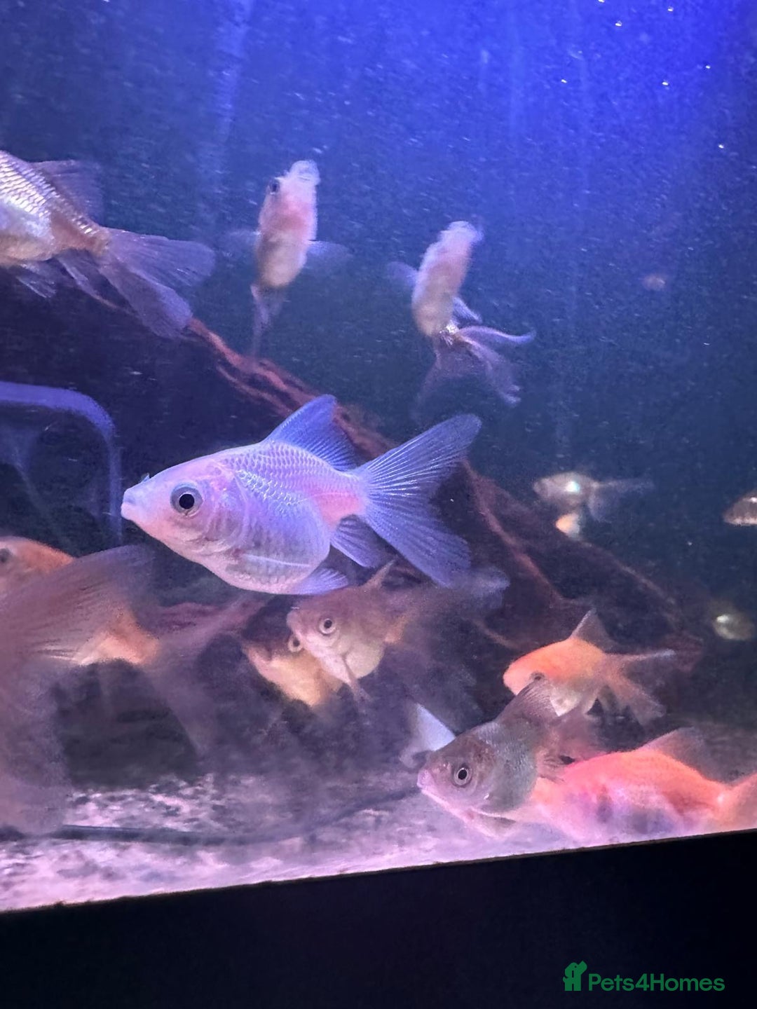 Fancy Goldfish fish for sale: Fancy Oranda goldfish - Image 4