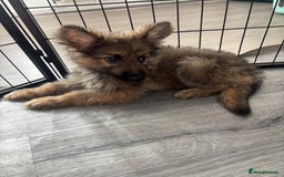German Shepherd dogs for sale: German Shepard puppies - Image 5