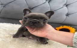 French Bulldog dogs for sale: BLUE GIRL 💗 and BOY 💙 frenchies available  - Image 7