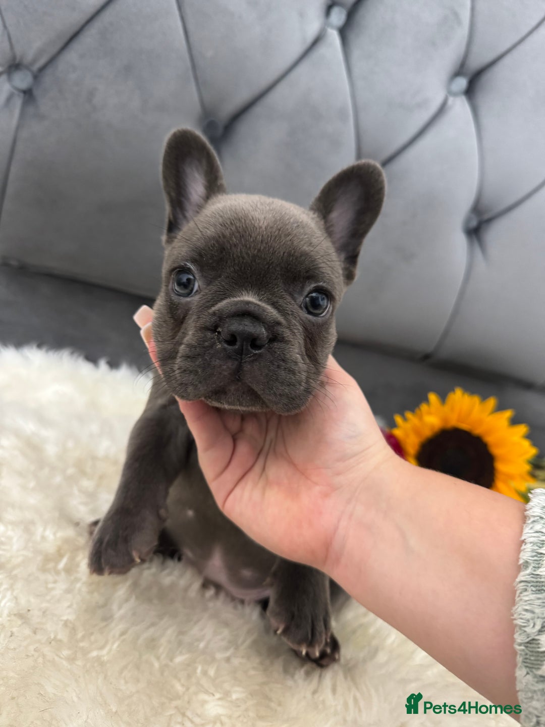 French Bulldog dogs for sale: BLUE GIRL 💗 and BOY 💙 frenchies available  - Image 7