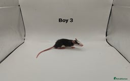 Rat rodents for sale: October Litters: 32 Rats For Sale - Image 6