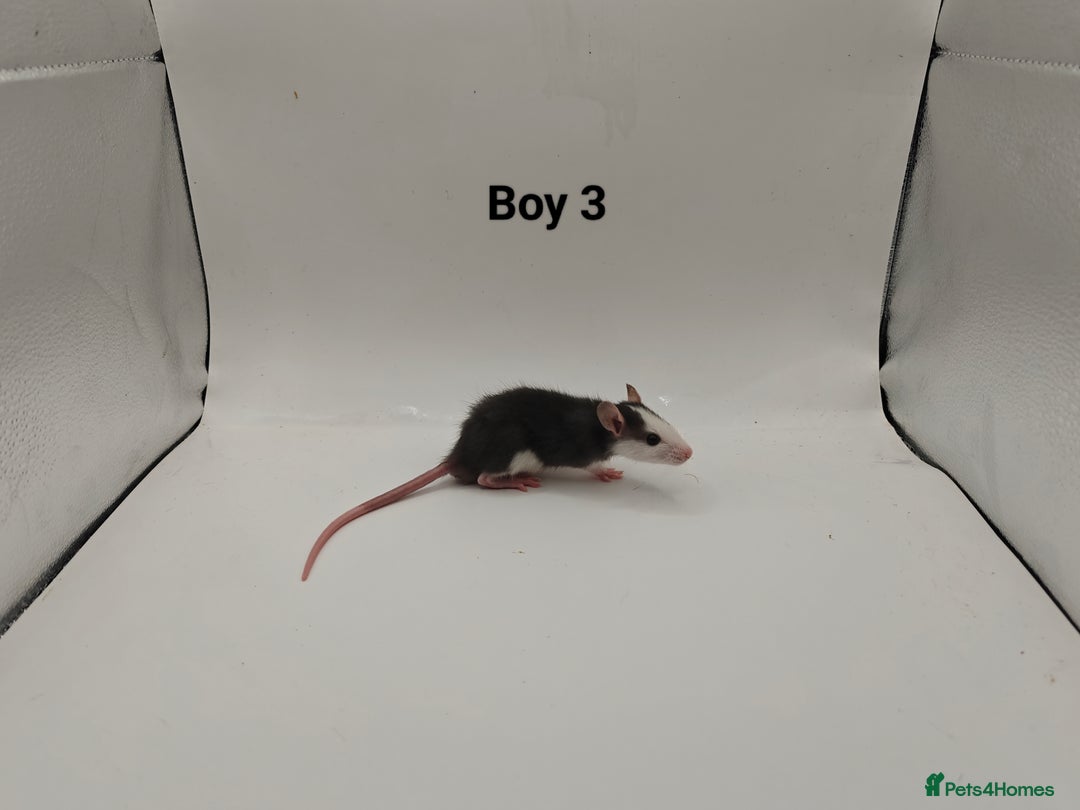 Rat rodents for sale: October Litters: 32 Rats For Sale - Image 6
