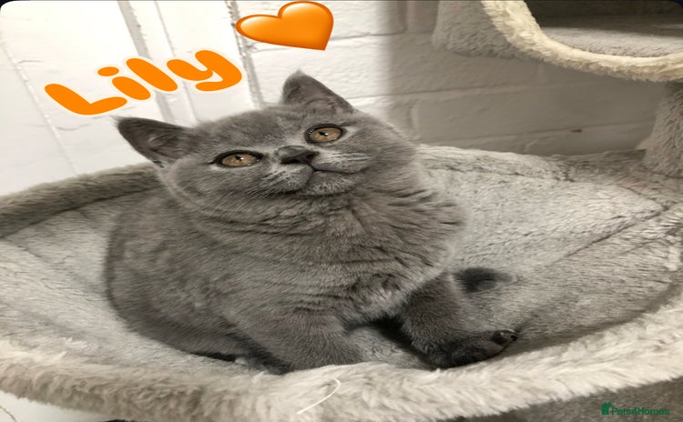 British Shorthair cats - Advert 6