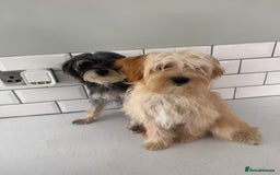 Morkie dogs for sale: 2 male morkies for sale  - Image 2