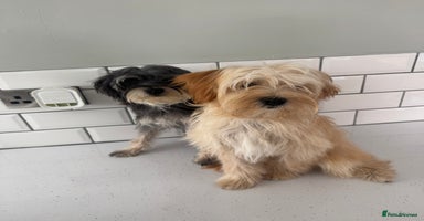 Morkie dogs - Advert 12