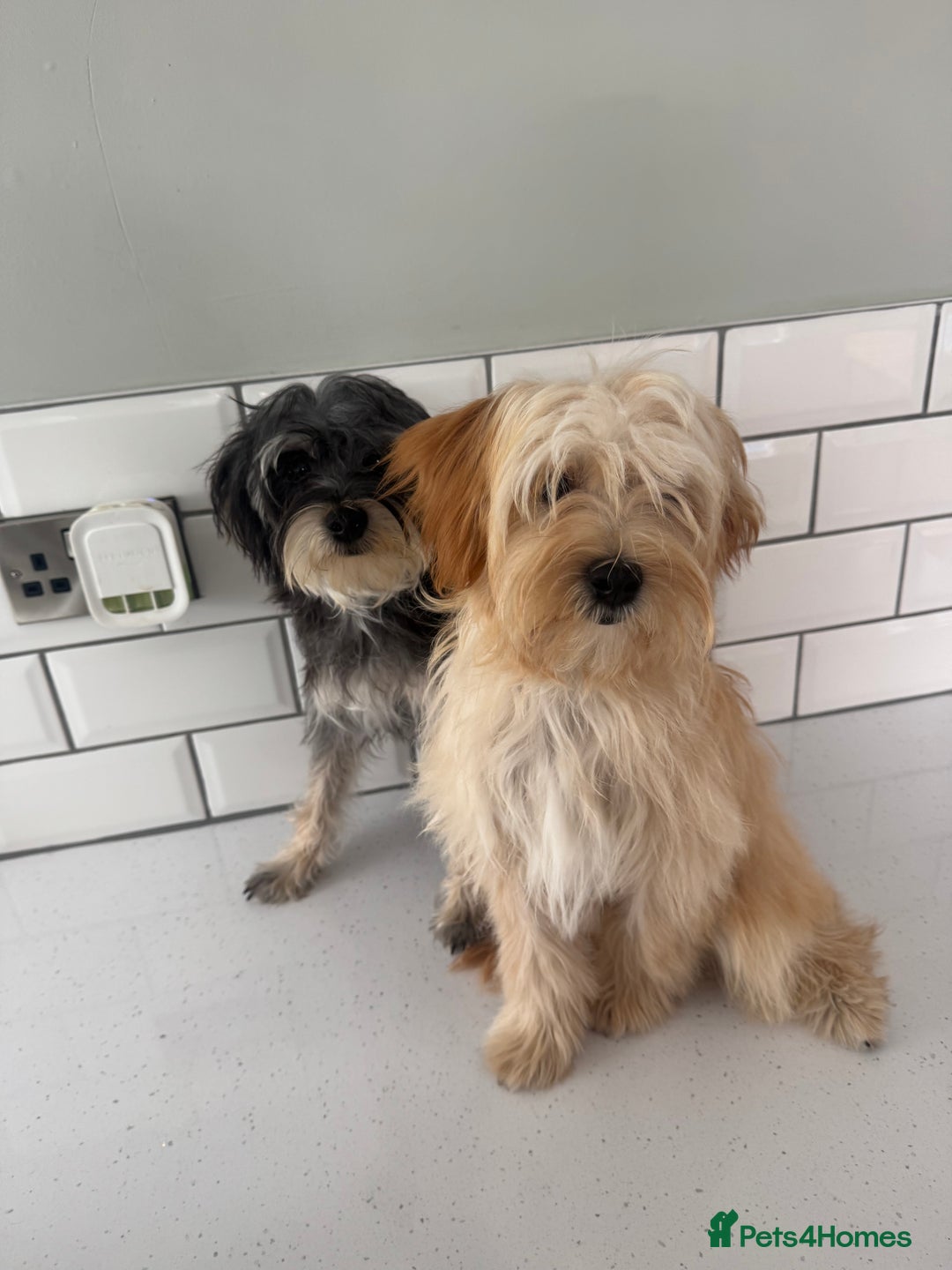 Morkie dogs for sale: 2 male morkies for sale  - Image 2