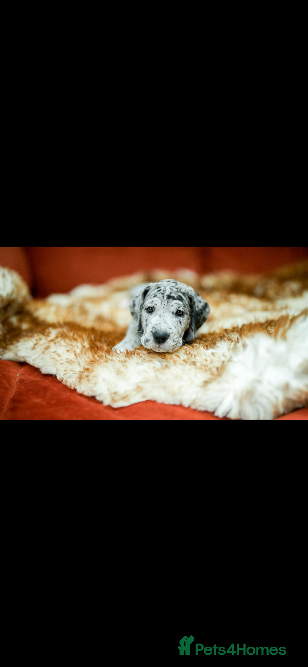 Great Dane dogs Great Dane puppies for sale  - Advert 2