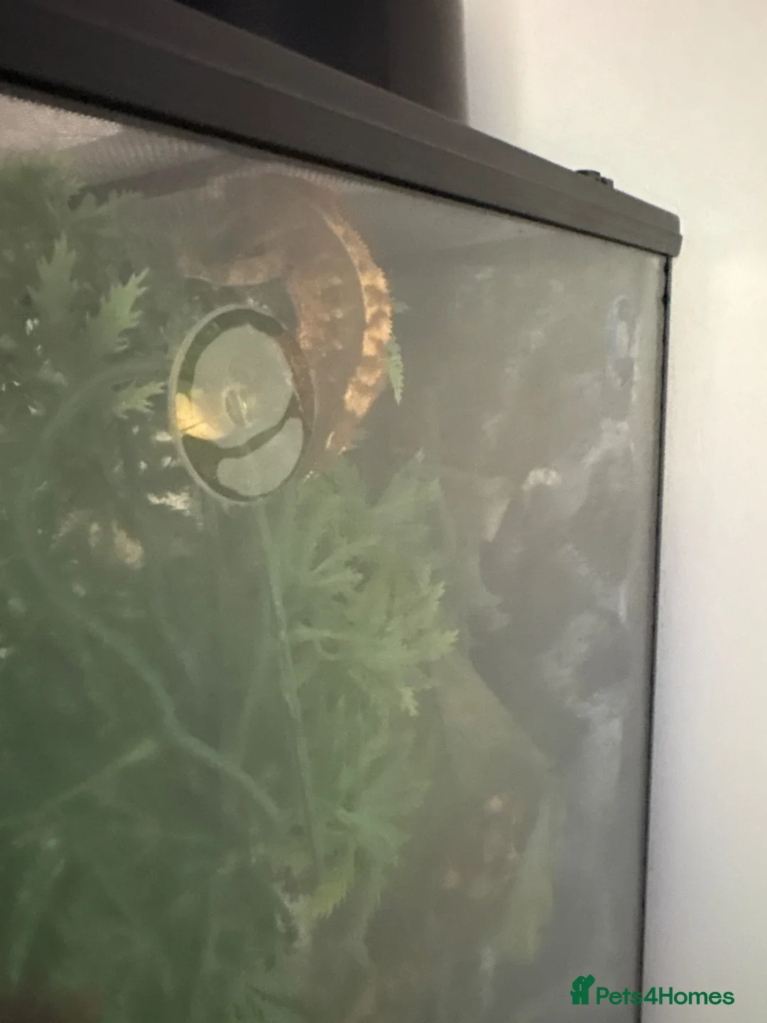 Gecko reptiles for sale: Crested Gecko Pair in Camberley - Advert 2