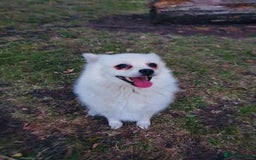 Pomeranian dogs for sale: handsome Pomeranian - Image 1
