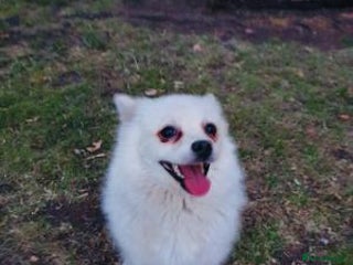 Pomeranian dogs - Advert 1